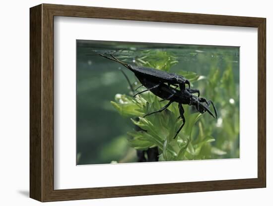 Nepa Cinerea (Water Scorpion) - Mating-Paul Starosta-Framed Photographic Print