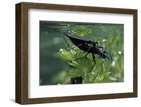 Nepa Cinerea (Water Scorpion) - Mating-Paul Starosta-Framed Photographic Print