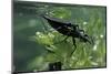 Nepa Cinerea (Water Scorpion) - Mating-Paul Starosta-Mounted Photographic Print