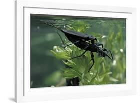 Nepa Cinerea (Water Scorpion) - Mating-Paul Starosta-Framed Photographic Print