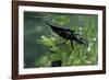 Nepa Cinerea (Water Scorpion) - Mating-Paul Starosta-Framed Photographic Print