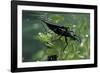 Nepa Cinerea (Water Scorpion) - Mating-Paul Starosta-Framed Photographic Print