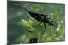 Nepa Cinerea (Water Scorpion) - Mating-Paul Starosta-Mounted Photographic Print