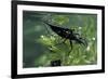 Nepa Cinerea (Water Scorpion) - Mating-Paul Starosta-Framed Photographic Print