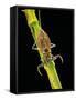 Nepa Cinerea (Water Scorpion)-Paul Starosta-Framed Stretched Canvas