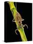 Nepa Cinerea (Water Scorpion)-Paul Starosta-Stretched Canvas