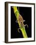 Nepa Cinerea (Water Scorpion)-Paul Starosta-Framed Photographic Print