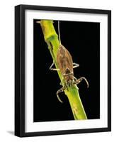 Nepa Cinerea (Water Scorpion)-Paul Starosta-Framed Photographic Print