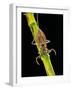 Nepa Cinerea (Water Scorpion)-Paul Starosta-Framed Photographic Print