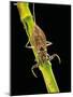 Nepa Cinerea (Water Scorpion)-Paul Starosta-Mounted Photographic Print