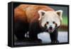 Nepalese Red Panda-FiledIMAGE-Framed Stretched Canvas