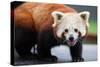 Nepalese Red Panda-FiledIMAGE-Stretched Canvas