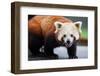 Nepalese Red Panda-FiledIMAGE-Framed Photographic Print