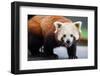 Nepalese Red Panda-FiledIMAGE-Framed Photographic Print