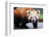 Nepalese Red Panda-FiledIMAGE-Framed Photographic Print