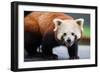 Nepalese Red Panda-FiledIMAGE-Framed Photographic Print