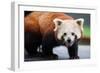 Nepalese Red Panda-FiledIMAGE-Framed Photographic Print