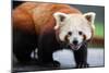 Nepalese Red Panda-FiledIMAGE-Mounted Photographic Print