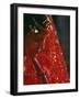 Nepali Woman Dressed in Wedding Veil, Kathmandu, Nepal-Paul Harris-Framed Photographic Print