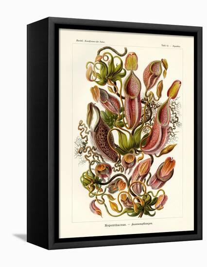 Nepenthaceae, 1899-1904-null-Framed Stretched Canvas