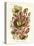 Nepenthaceae, 1899-1904-null-Stretched Canvas