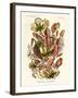 Nepenthaceae, 1899-1904-null-Framed Giclee Print