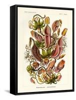 Nepenthaceae, 1899-1904-null-Framed Stretched Canvas