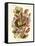 Nepenthaceae, 1899-1904-null-Framed Stretched Canvas