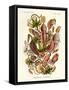 Nepenthaceae, 1899-1904-null-Framed Stretched Canvas