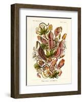 Nepenthaceae, 1899-1904-null-Framed Giclee Print