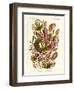 Nepenthaceae, 1899-1904-null-Framed Giclee Print