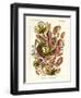 Nepenthaceae, 1899-1904-null-Framed Giclee Print