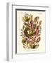 Nepenthaceae, 1899-1904-null-Framed Giclee Print