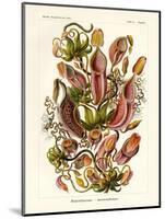 Nepenthaceae, 1899-1904-null-Mounted Giclee Print