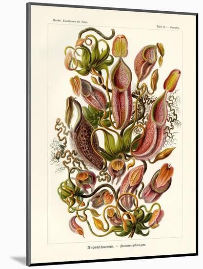 Nepenthaceae, 1899-1904-null-Mounted Giclee Print