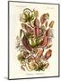 Nepenthaceae, 1899-1904-null-Mounted Giclee Print