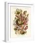 Nepenthaceae, 1899-1904-null-Framed Giclee Print