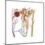 Nephron Detail, the Functional Unit of Excretion in the Human Kidney-null-Mounted Art Print