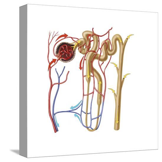 Stretched Canvas Print, , large