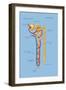 Nephron of the Kidney, Illustration-Monica Schroeder-Framed Giclee Print