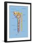 Nephron of the Kidney, Illustration-Monica Schroeder-Framed Giclee Print