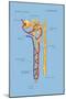 Nephron of the Kidney, Illustration-Monica Schroeder-Mounted Giclee Print