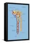 Nephron of the Kidney, Illustration-Monica Schroeder-Framed Stretched Canvas