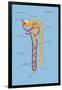 Nephron of the Kidney, Illustration-Monica Schroeder-Framed Giclee Print