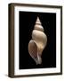 Neptunea Contraria-Paul Starosta-Framed Photographic Print