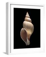 Neptunea Contraria-Paul Starosta-Framed Photographic Print