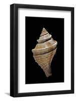 Neptunea Lyrata-Paul Starosta-Framed Photographic Print