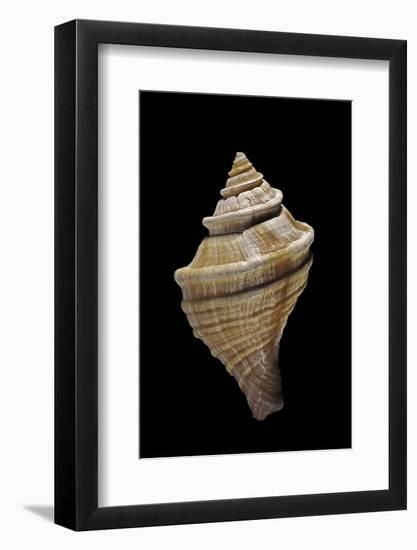 Neptunea Lyrata-Paul Starosta-Framed Photographic Print