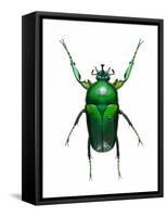 Neptunides Flower Beetle-Lawrence Lawry-Framed Stretched Canvas