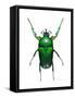 Neptunides Flower Beetle-Lawrence Lawry-Framed Stretched Canvas